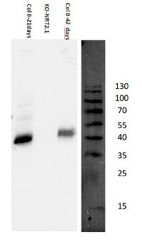 NRT2.1 | Nitrate transporter 2.1 in the group Antibodies for Plant/Algal / Developmental Biology / Signal transduction at Agrisera AB (Antibodies for research) (AS12 2612)